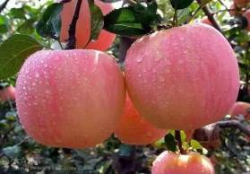 红富士苹果长期供应