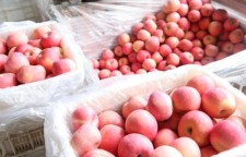 山东建邦集团向黄冈170多家养老机构捐赠50吨苹果